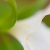 SmugMug > all-time keyword > gossamer > Gossamer